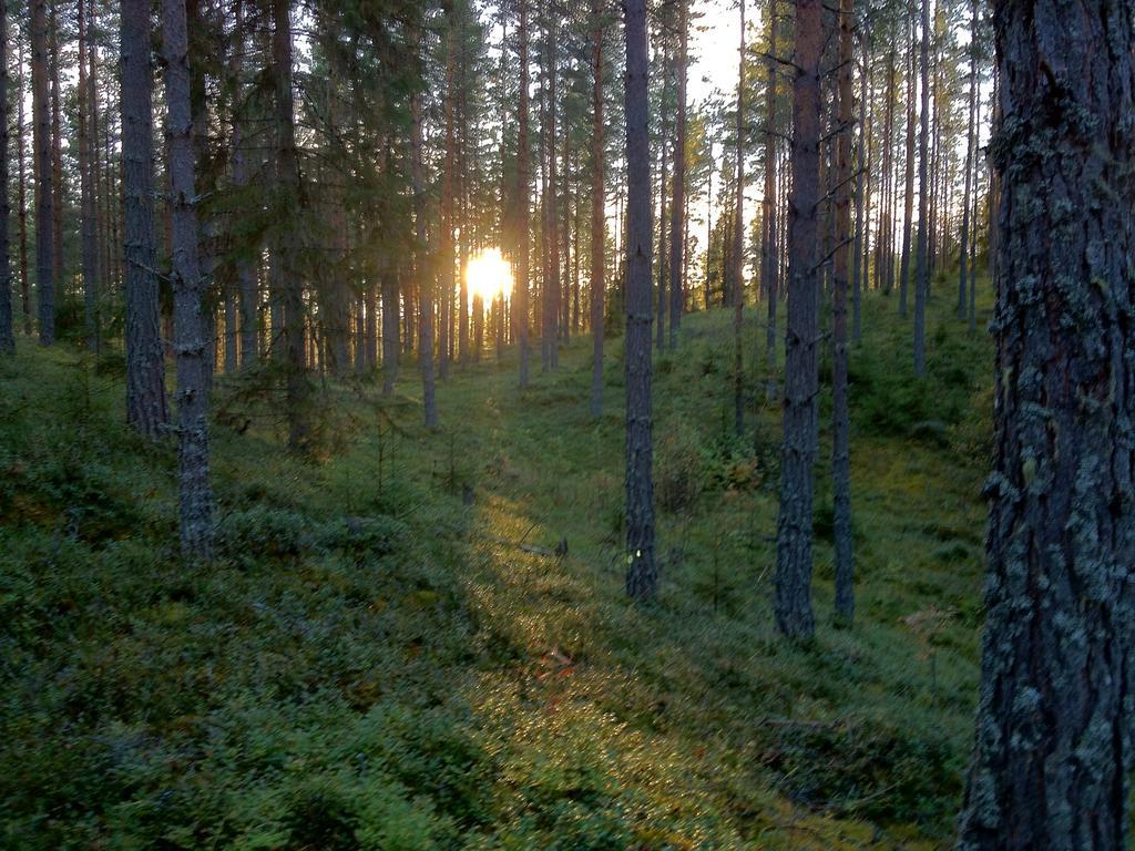 Rustika Strandstugor Utanfoer Raettvik Kültér fotó